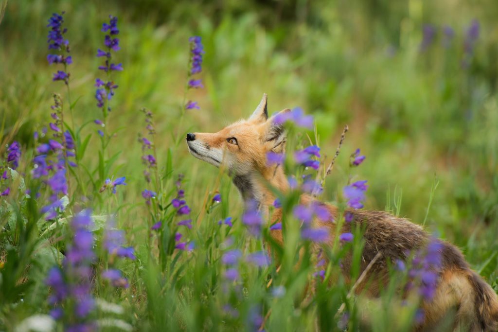 fox_meadow_lilac_flower